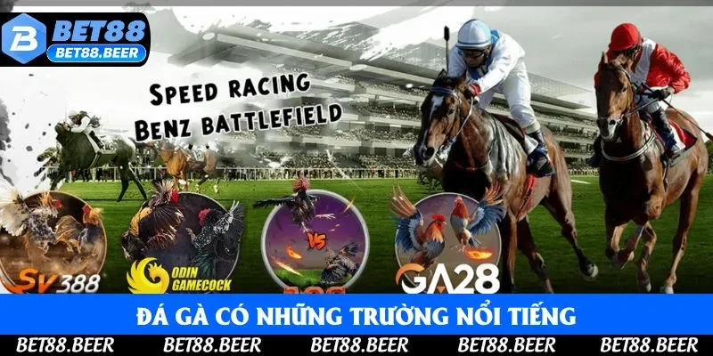 Đá gà có những trường nổi tiếng, nhiều màn so đấu hay Đá gà có những trường nổi tiếng, nhiều màn so đấu hay